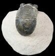 Bargan, Paralejurus Trilobite Fossil - Foum Zguid, Morocco #53534-1